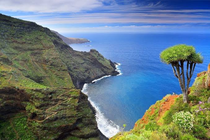 Costa norte de La Palma con un drago en primer plano